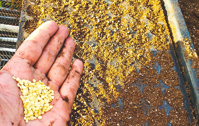 Seguridad Alimentaria | Valor de Trabajo en Equipo en Agricultura LTA Microgreens Puerto Rico