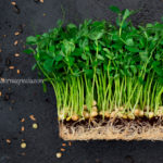 ¿Qué son los Microverdes, Microgreens o Microplantas?