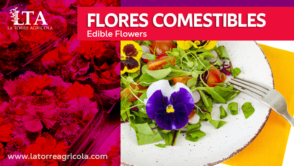 Las Flores Comestibles Edible Flowers